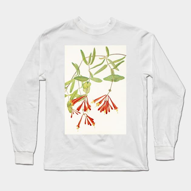 Coral honeysuckle - Botanical Illustration Long Sleeve T-Shirt by chimakingthings